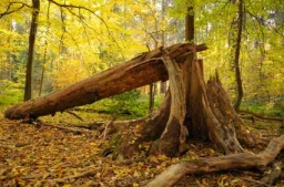 jak radzi� sobie z problemami